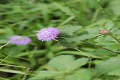 Centratherum punctatum